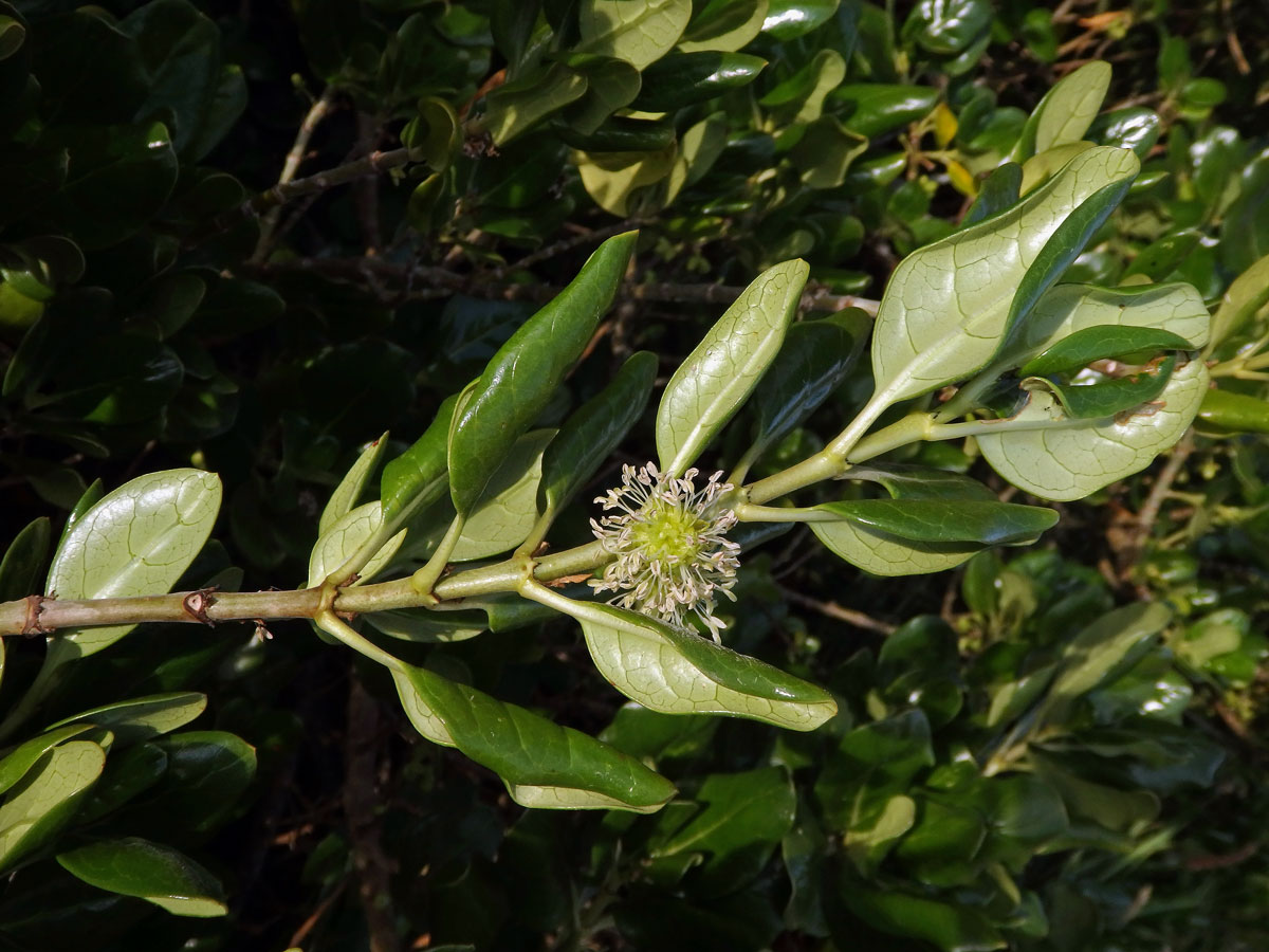 Coprosma repens A. Rich.