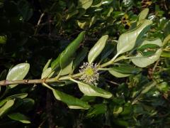 Coprosma repens A. Rich. 