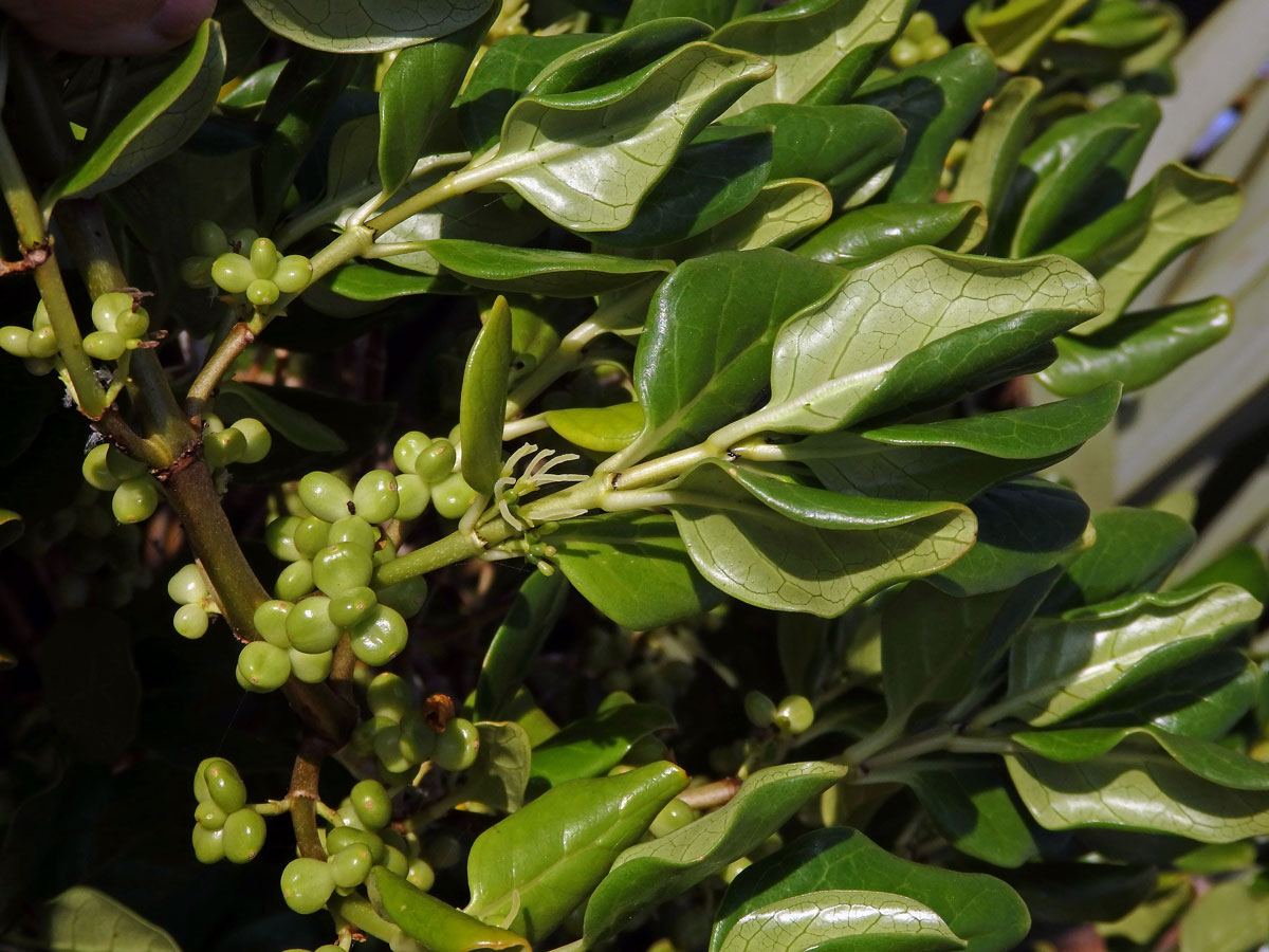 Coprosma repens A. Rich.