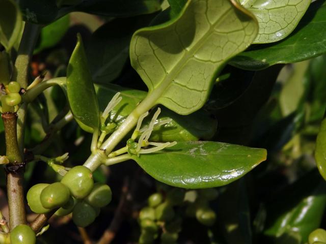 Coprosma repens A. Rich.