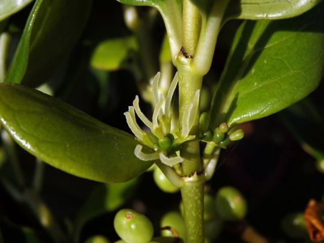 Coprosma repens A. Rich.