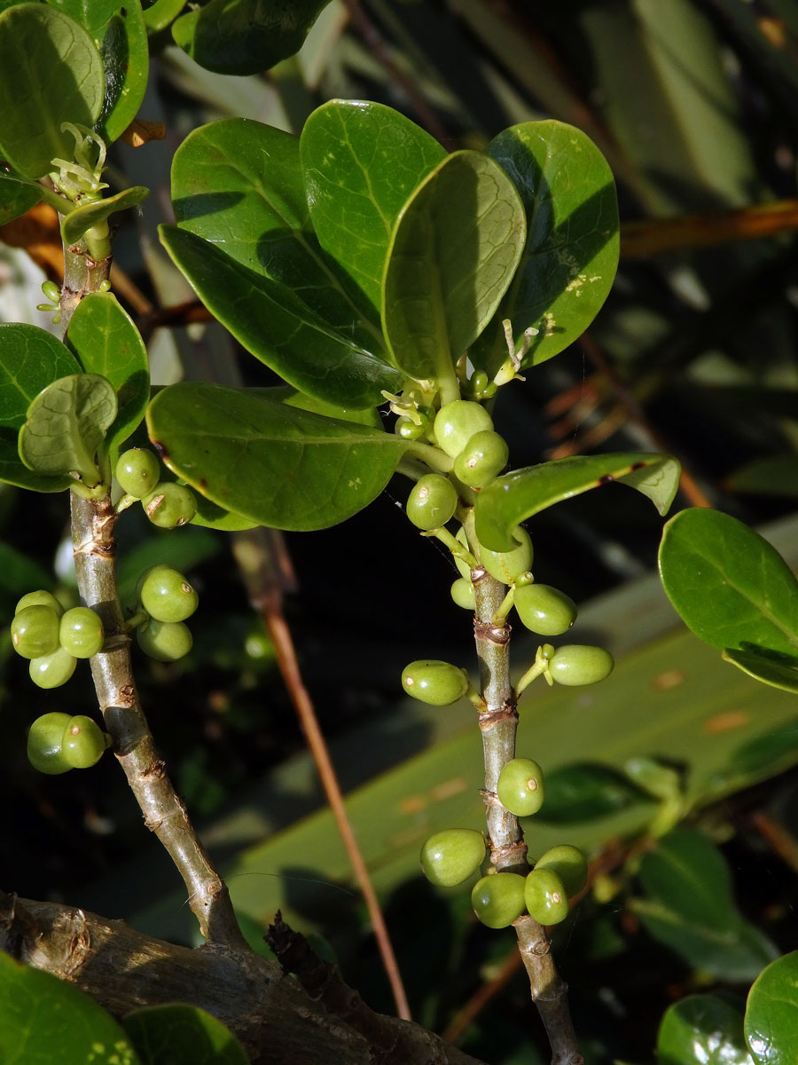 Coprosma repens A. Rich.