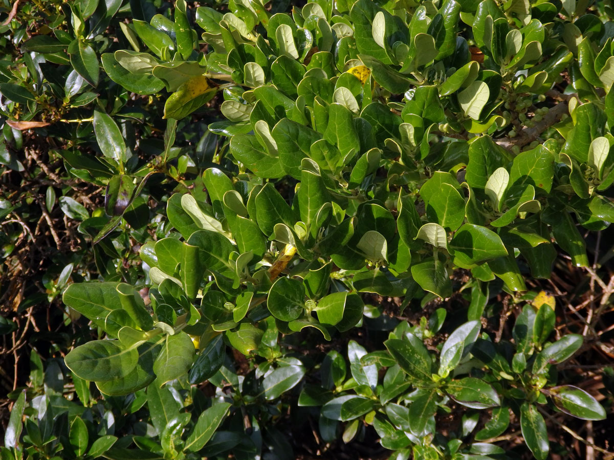 Coprosma repens A. Rich.