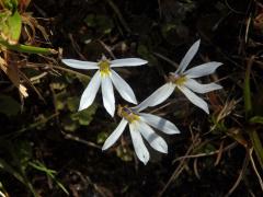 Lobelka (Lobelia angulata G. Forst.)