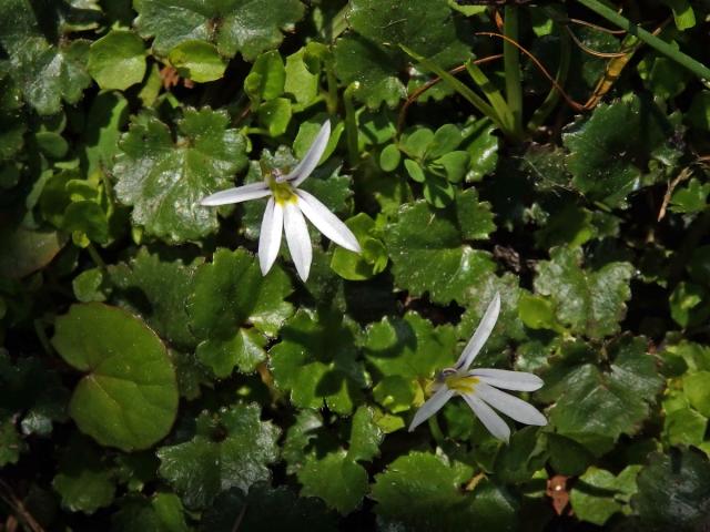 Lobelka (Lobelia angulata G. Forst.)