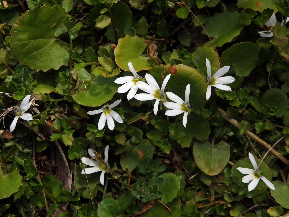 Lobelka (Lobelia angulata G. Forst.)