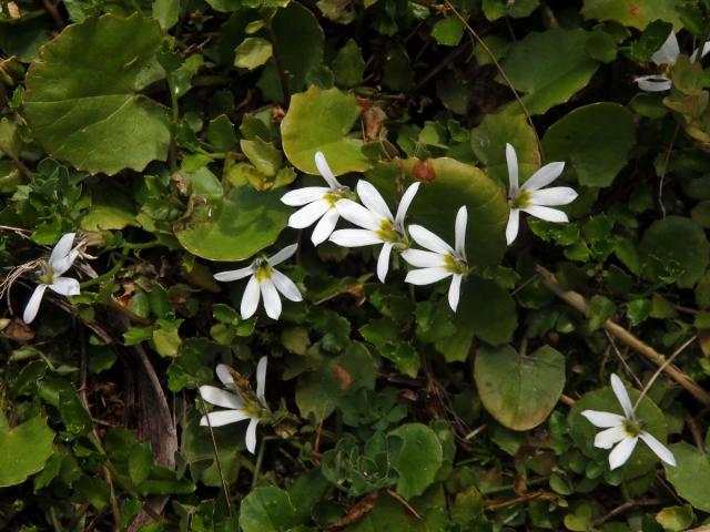 Lobelka (Lobelia angulata G. Forst.)