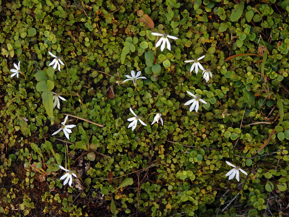 Lobelka (Lobelia angulata G. Forst.)