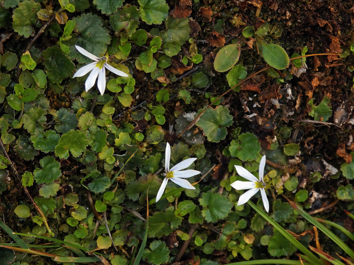 Lobelka (Lobelia angulata G. Forst.)