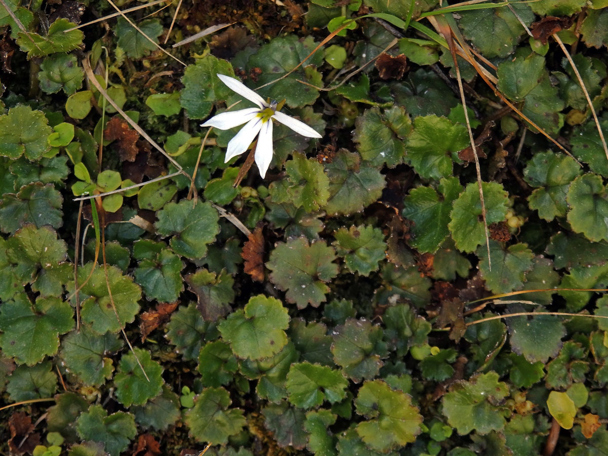 Lobelka (Lobelia angulata G. Forst.)