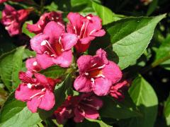 Weigelie růžová (Weigela florida (Bunge) DC.)