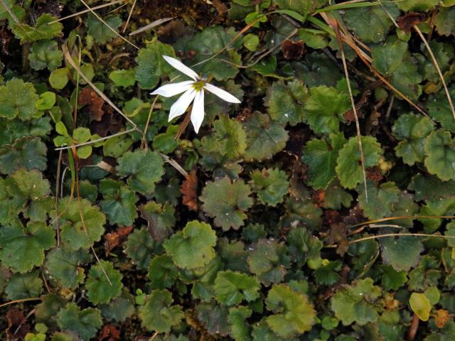 Lobelka (Lobelia angulata G. Forst.)