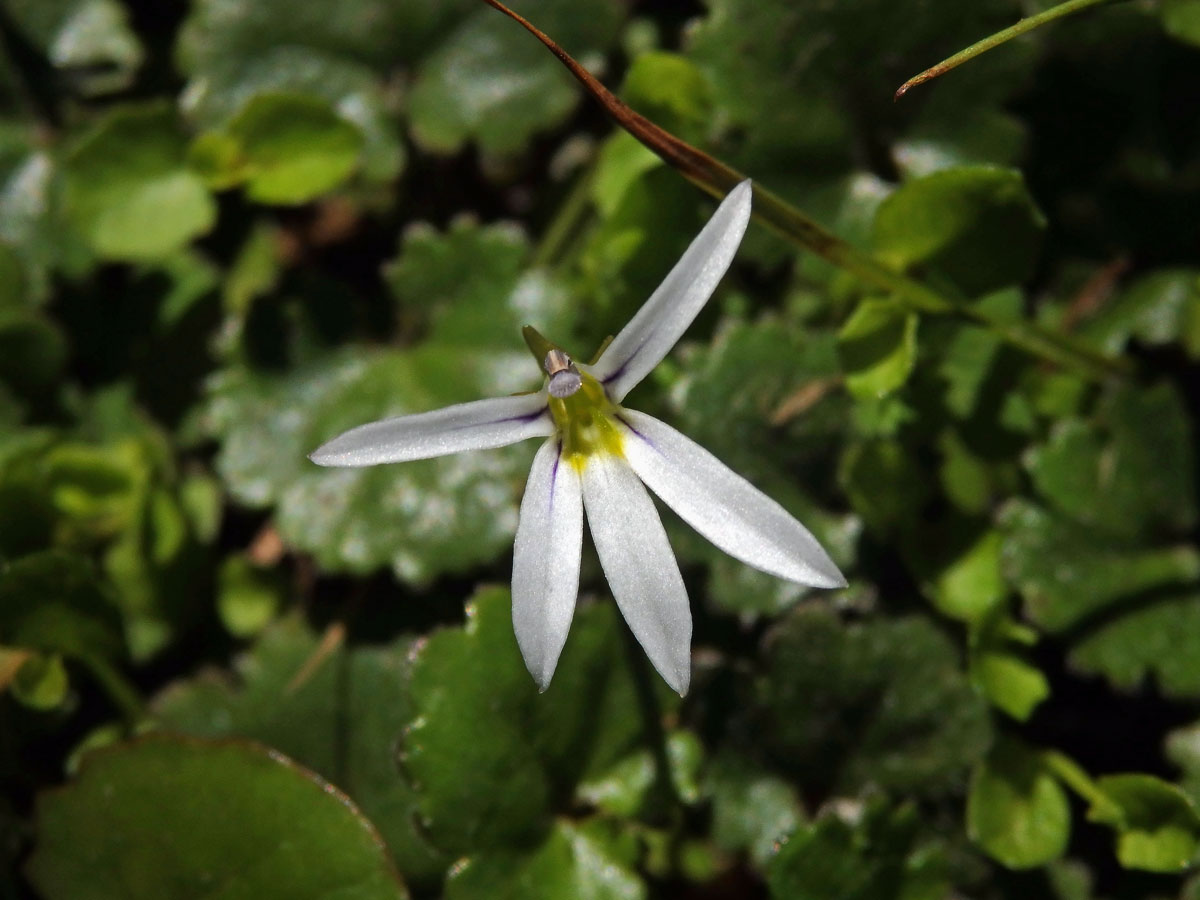 Lobelka (Lobelia angulata G. Forst.)