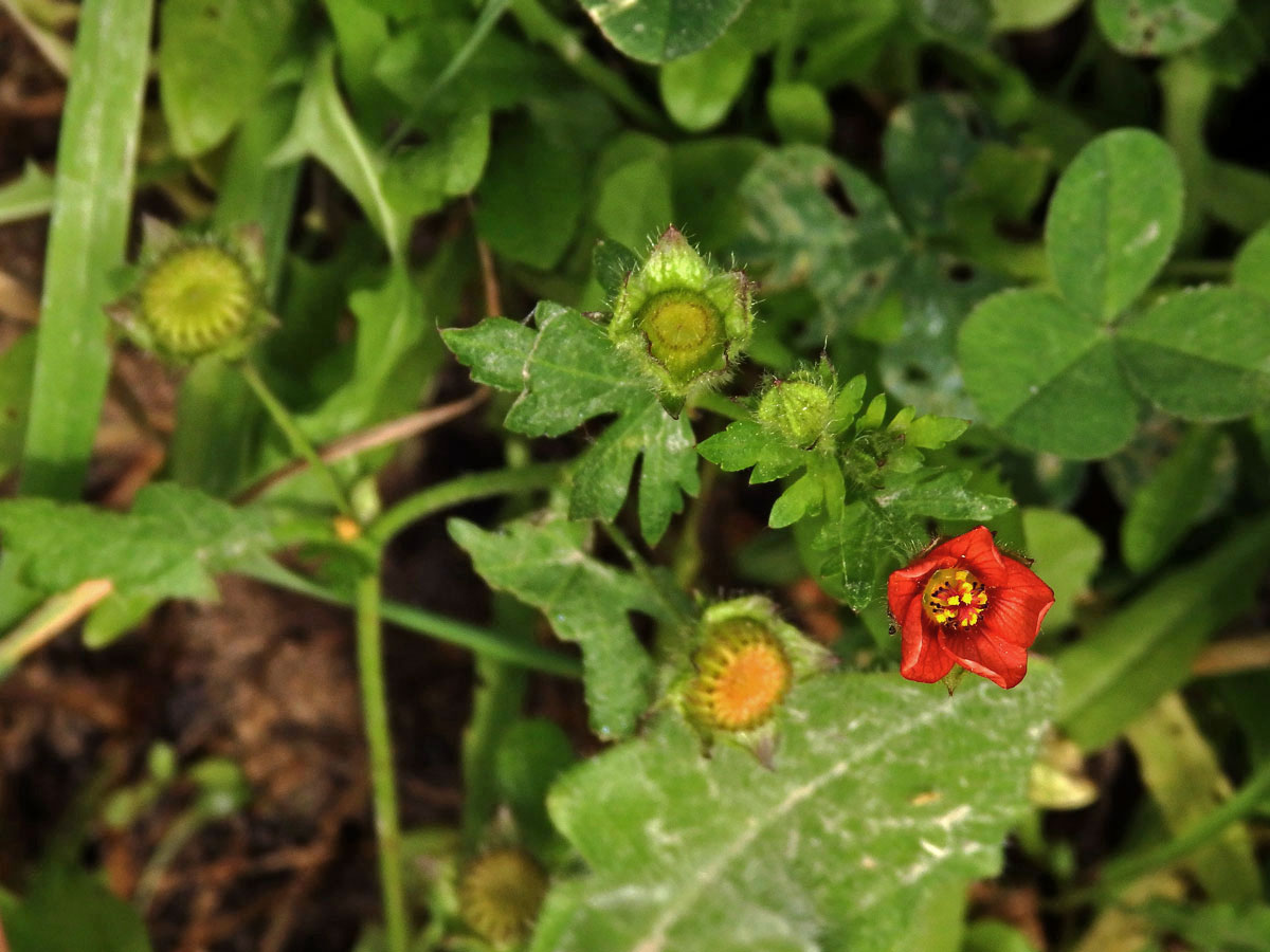 Modiola caroliniana (L.) G. Don