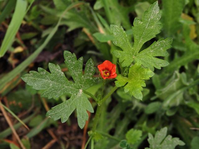 Modiola caroliniana (L.) G. Don