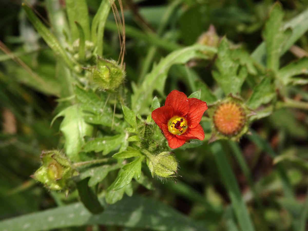 Modiola caroliniana (L.) G. Don