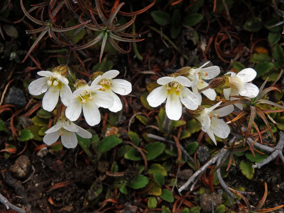 Ourisia vulcanica L. B. Moore