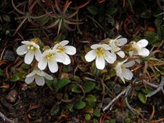 Ourisia vulcanica L. B. Moore 