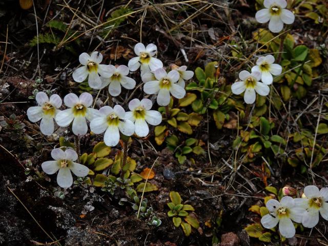 Ourisia vulcanica L. B. Moore