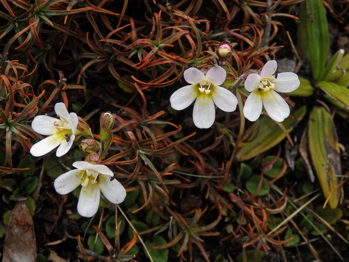 Ourisia vulcanica L. B. Moore