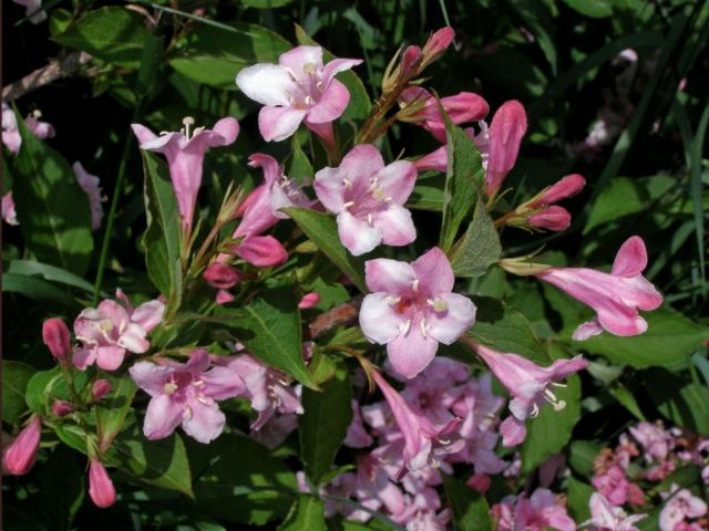 Weigelie růžová (Weigela florida (Bunge) DC.)