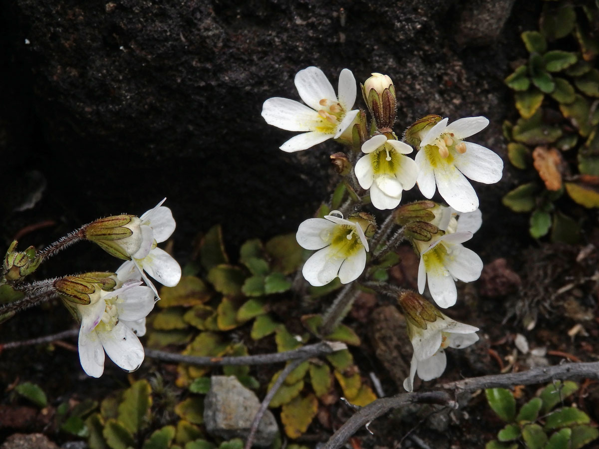 Ourisia vulcanica L. B. Moore