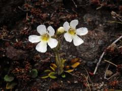 Ourisia vulcanica L. B. Moore