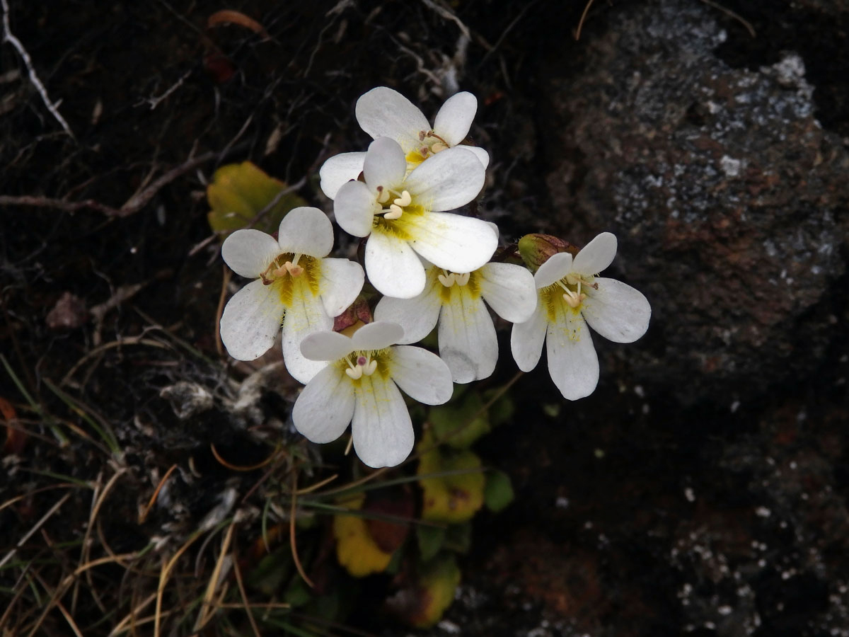 Ourisia vulcanica L. B. Moore