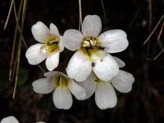 Ourisia vulcanica L. B. Moore