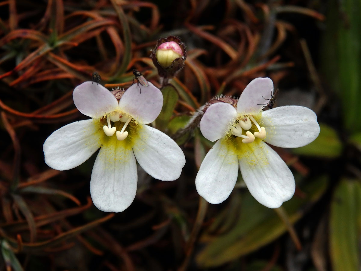 Ourisia vulcanica L. B. Moore