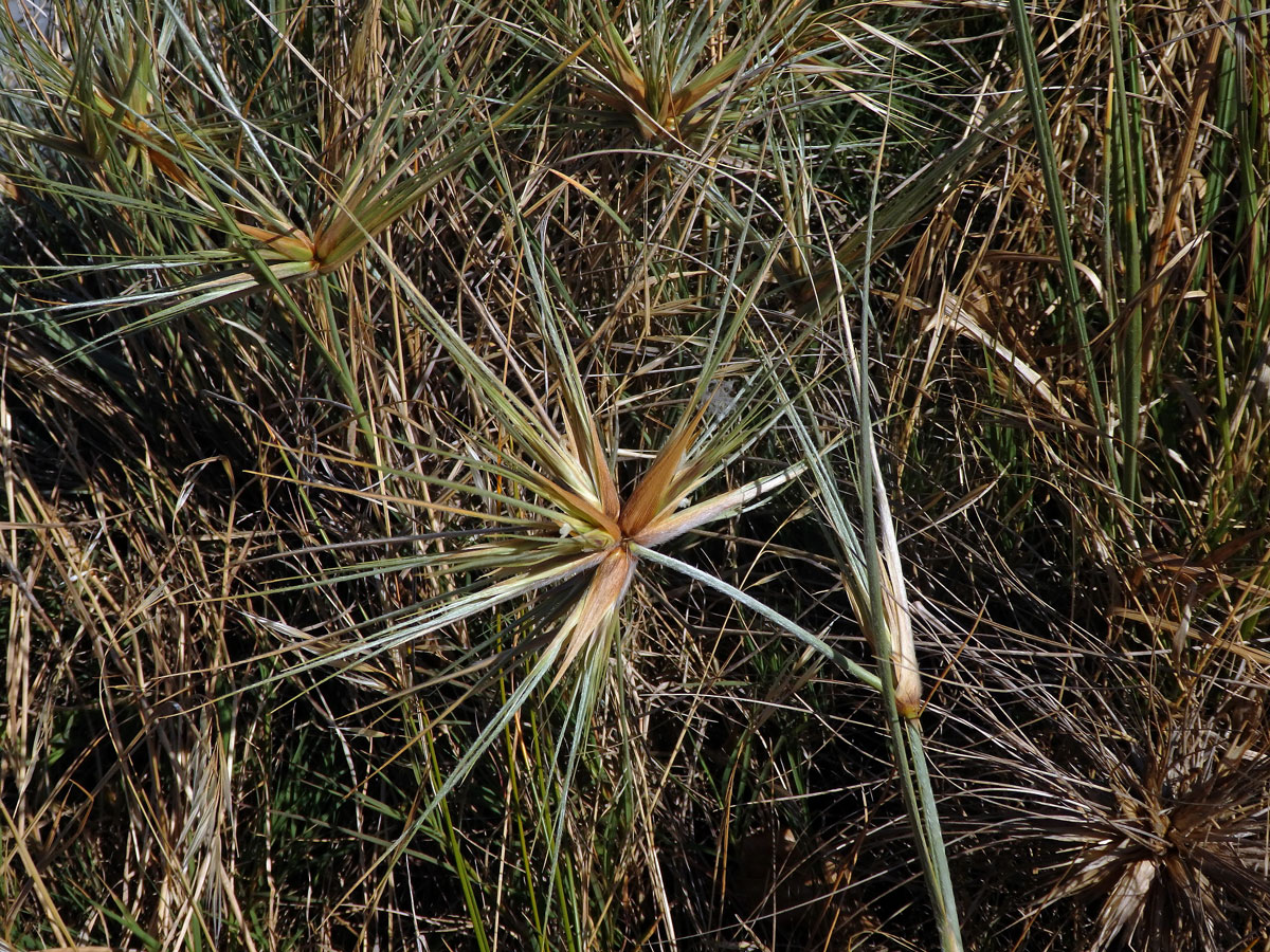 Spinifex sericeus R. Br.