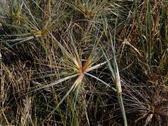 Spinifex L.