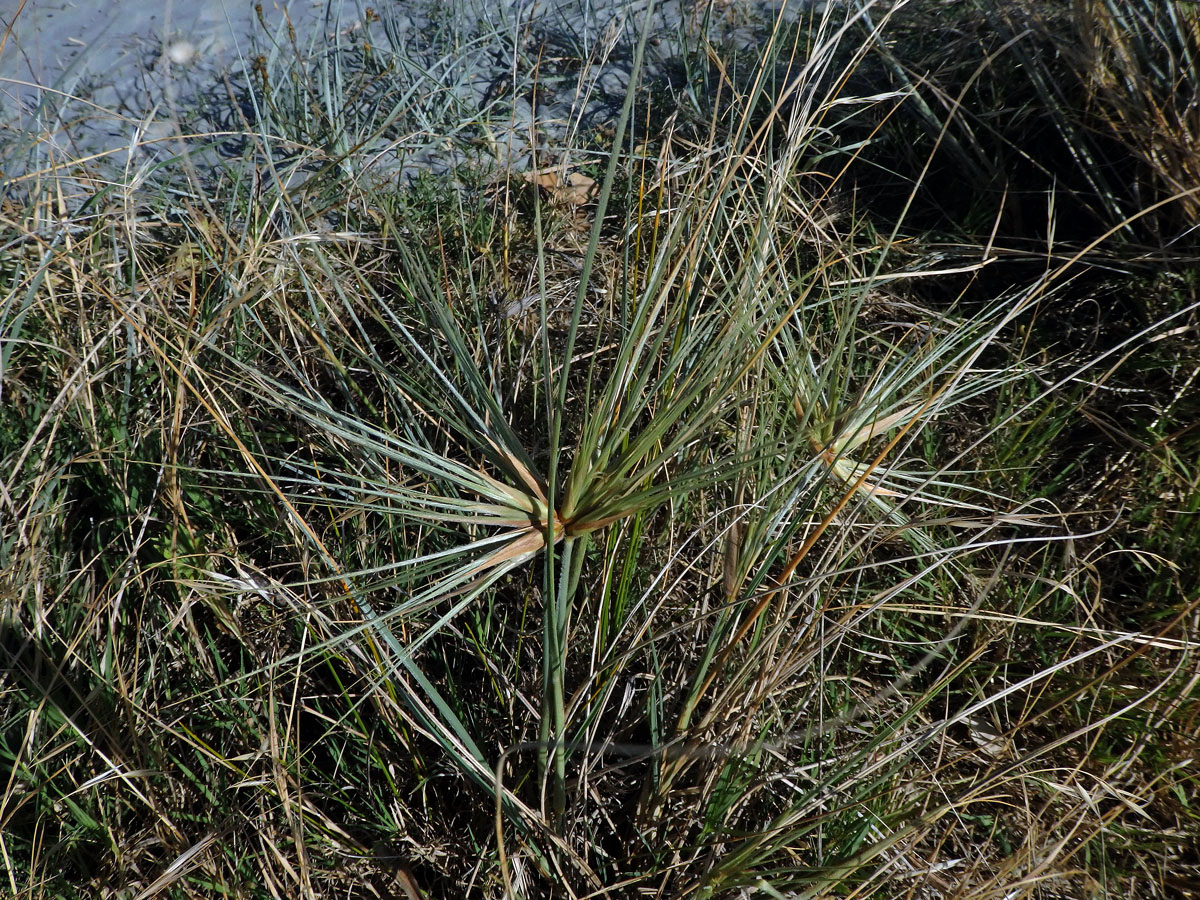 Spinifex sericeus R. Br.