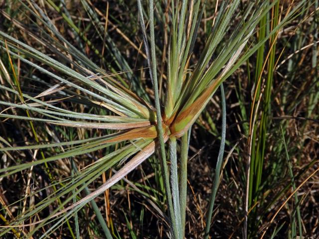 Spinifex sericeus R. Br.