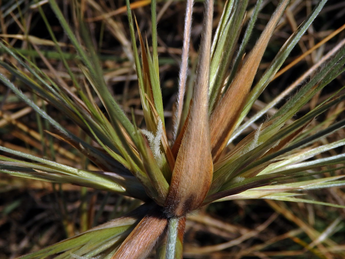 Spinifex sericeus R. Br.