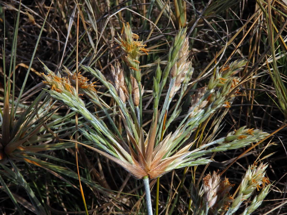 Spinifex sericeus R. Br.