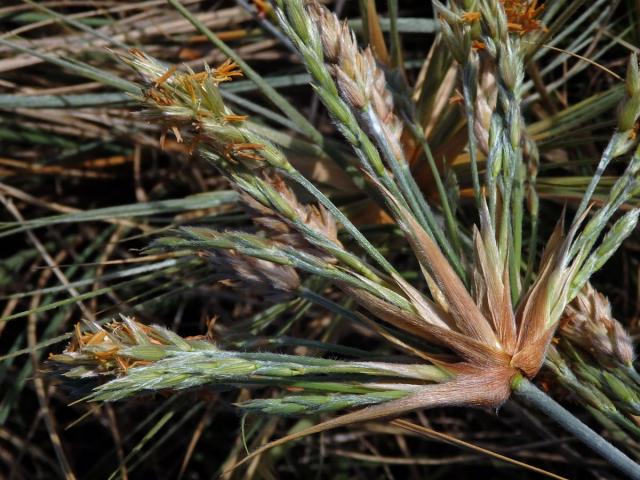 Spinifex sericeus R. Br.