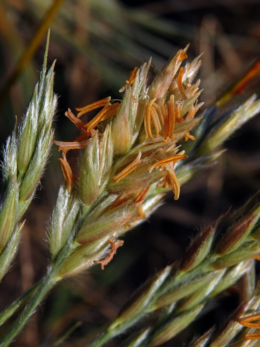 Spinifex sericeus R. Br.