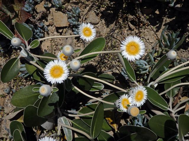 Pachystegia insignis (Hook. f.) Cheeseman