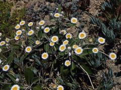 Pachystegia insignis (Hook. f.) Cheeseman