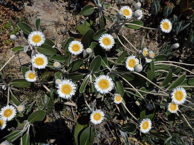 Pachystegia insignis (Hook. f.) Cheeseman