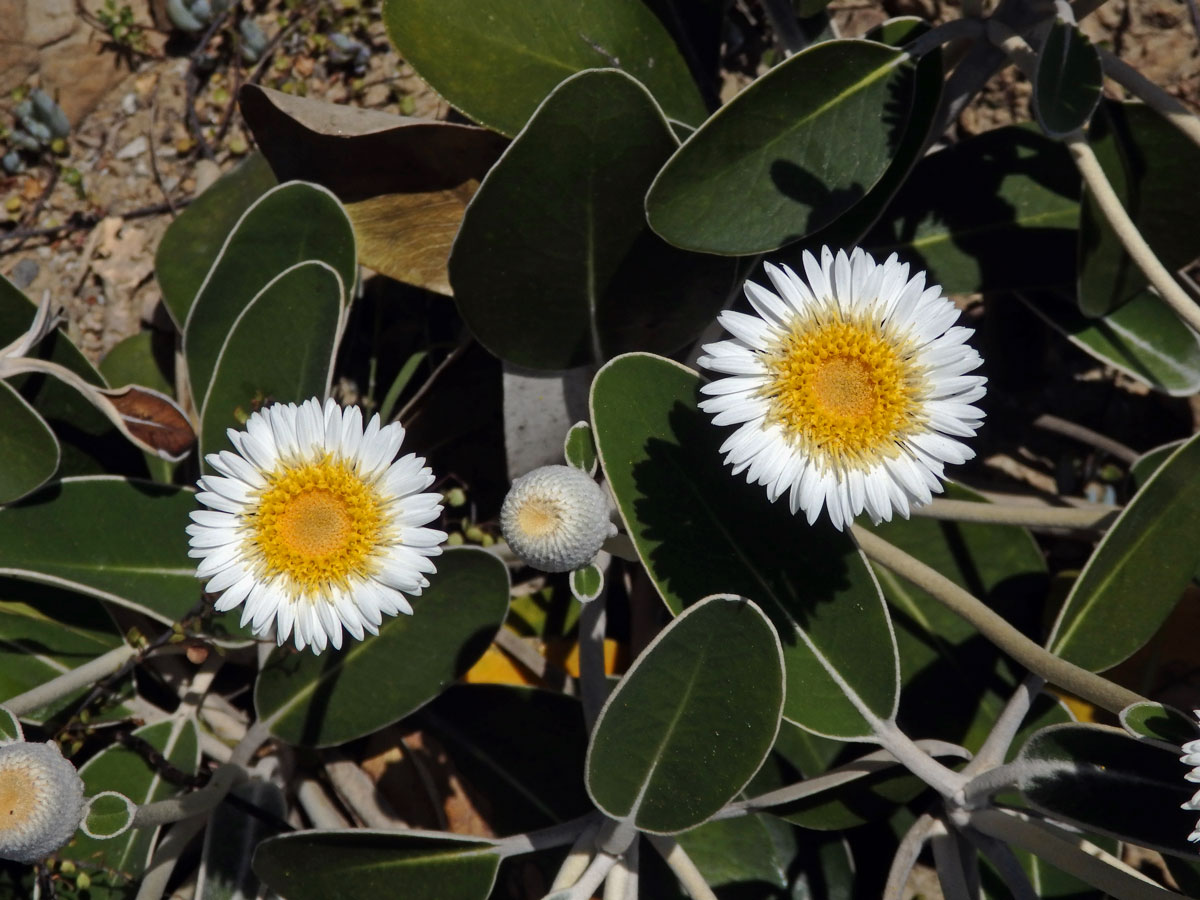 Pachystegia insignis (Hook. f.) Cheeseman