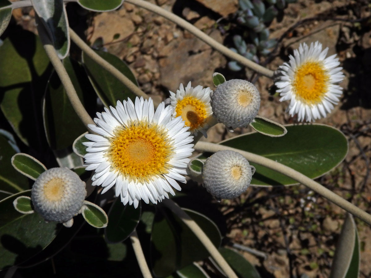 Pachystegia insignis (Hook. f.) Cheeseman