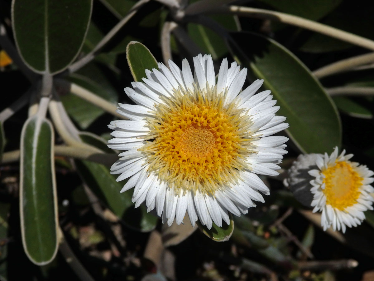 Pachystegia insignis (Hook. f.) Cheeseman