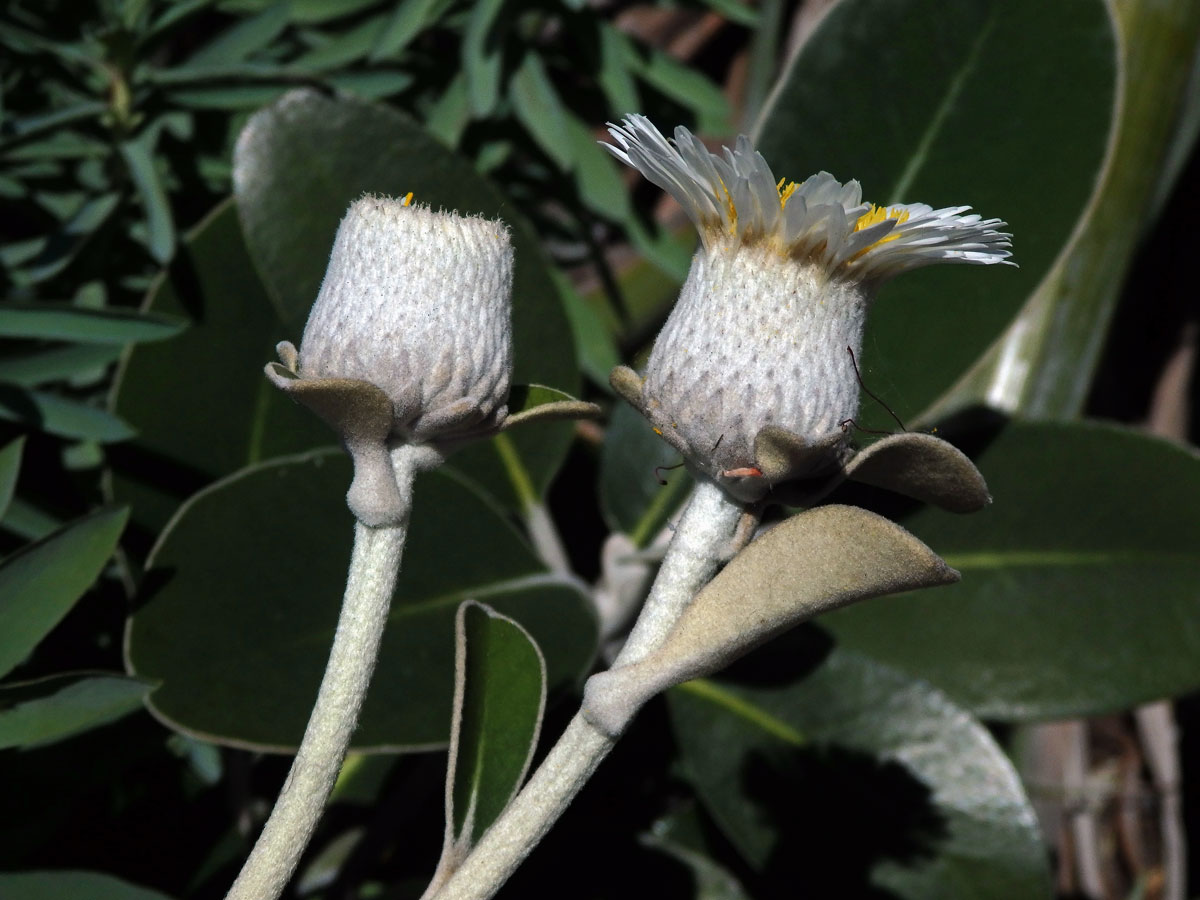 Pachystegia insignis (Hook. f.) Cheeseman