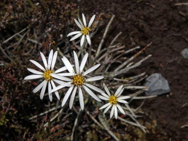 Celmisia gracilenta Hook. f.