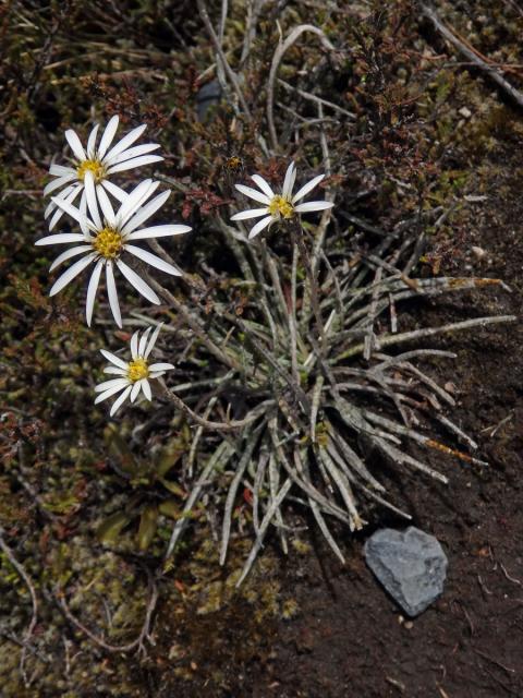 Celmisia gracilenta Hook. f.