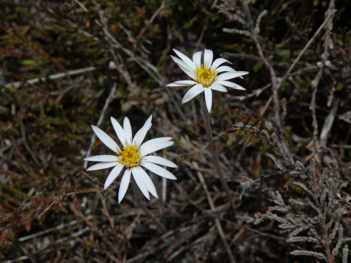 Celmisia gracilenta Hook. f.