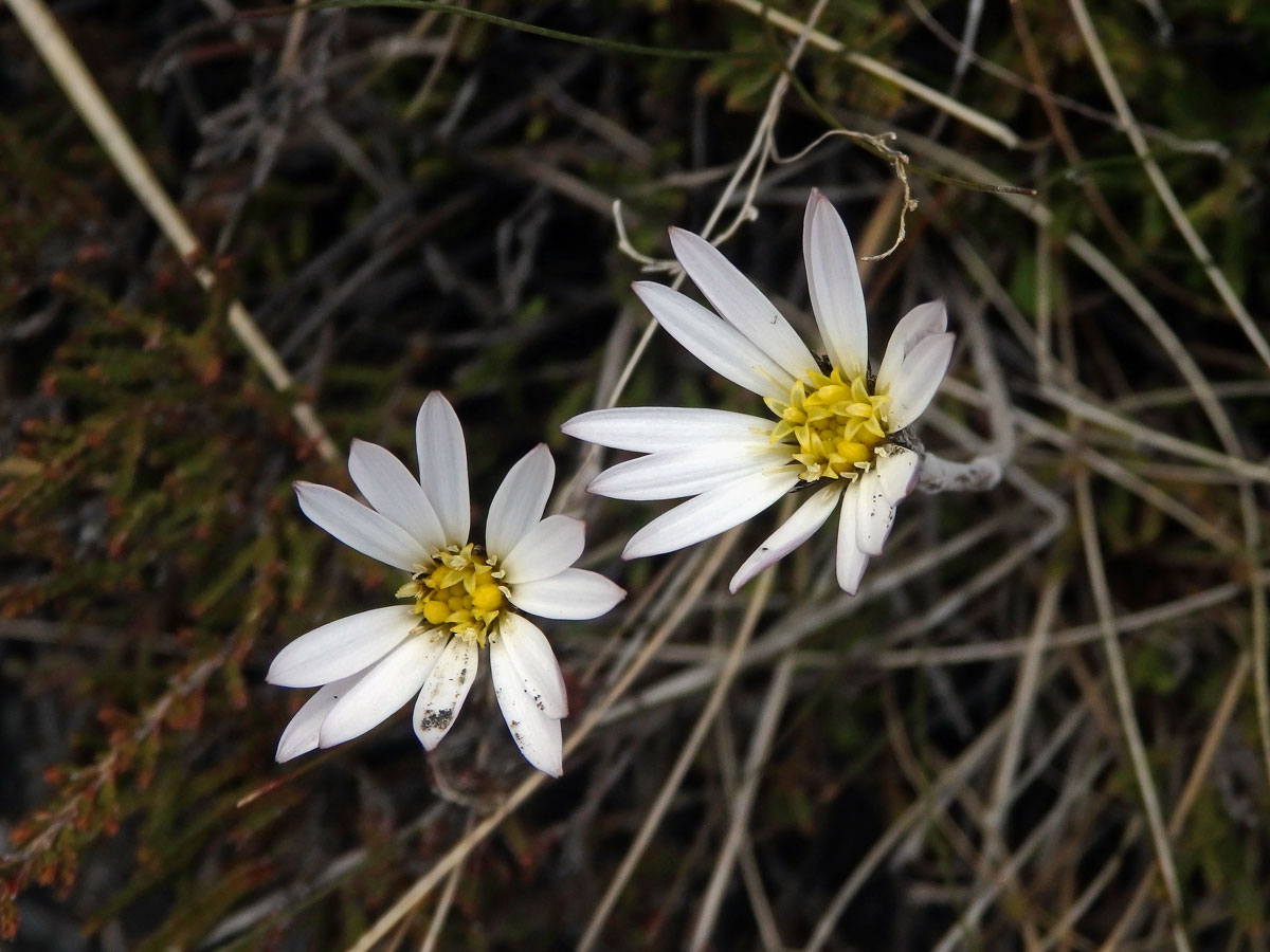 Celmisia gracilenta Hook. f.