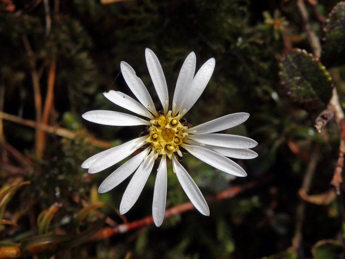 Celmisia gracilenta Hook. f.